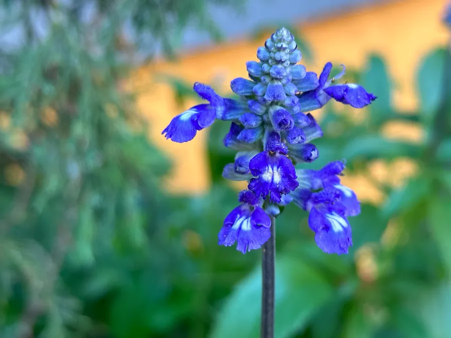 A short columnar flower blossom with tiny, white and blue blossoms.