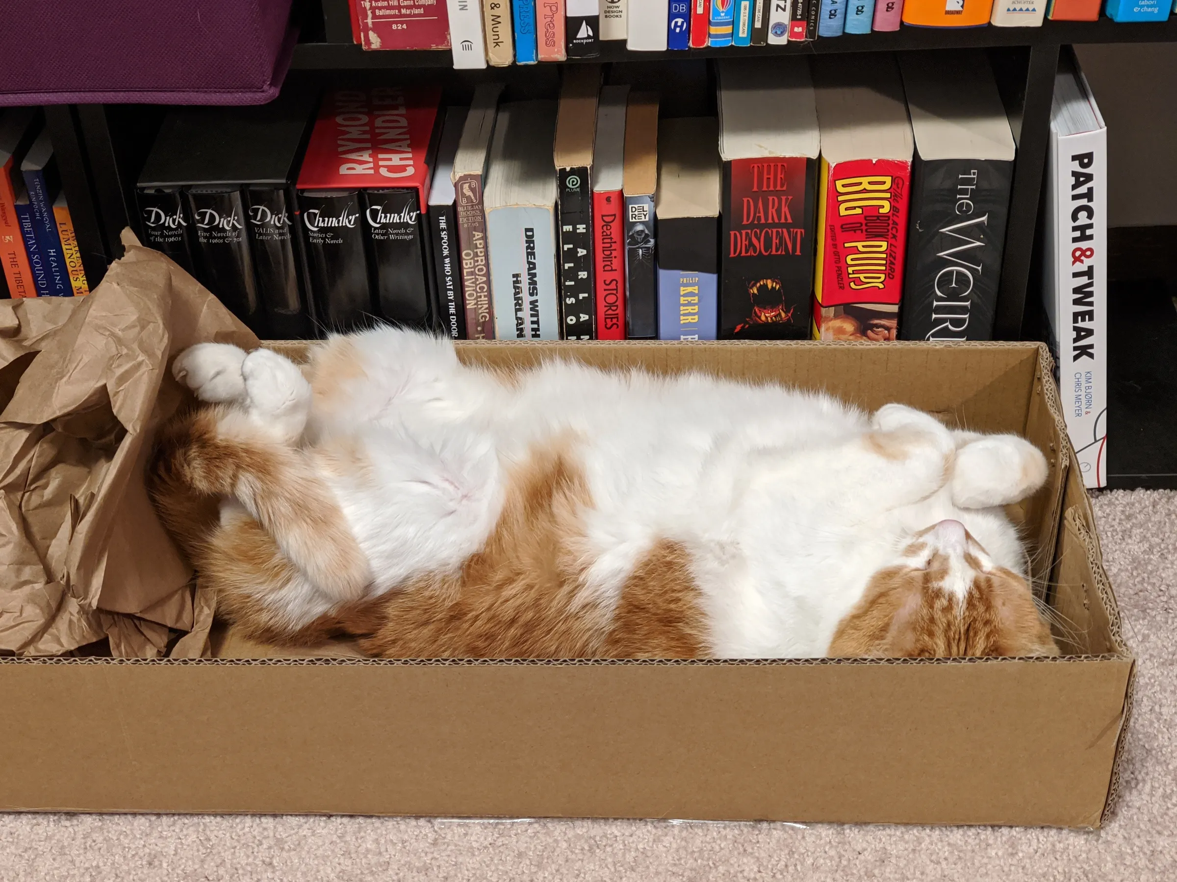 An orange and white cat sleeps in a box in front of a bookshelf.He is laying on his back, with all four feet curled up.